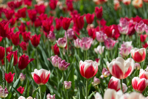 Magnificent sun drenched tulip field with an array of tulips ranging from pink, candy striped, purple, magenta, red, and white with lush green leaves.