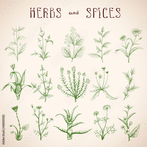 Set of herbs and spices.