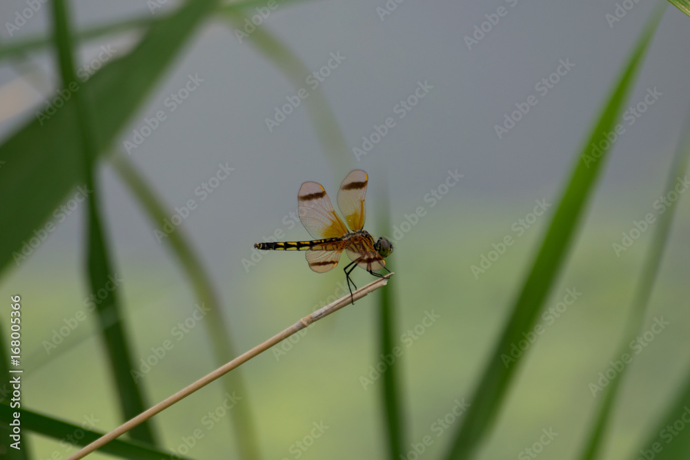 custom made wallpaper toronto digitalオレンジ色の羽のトンボ