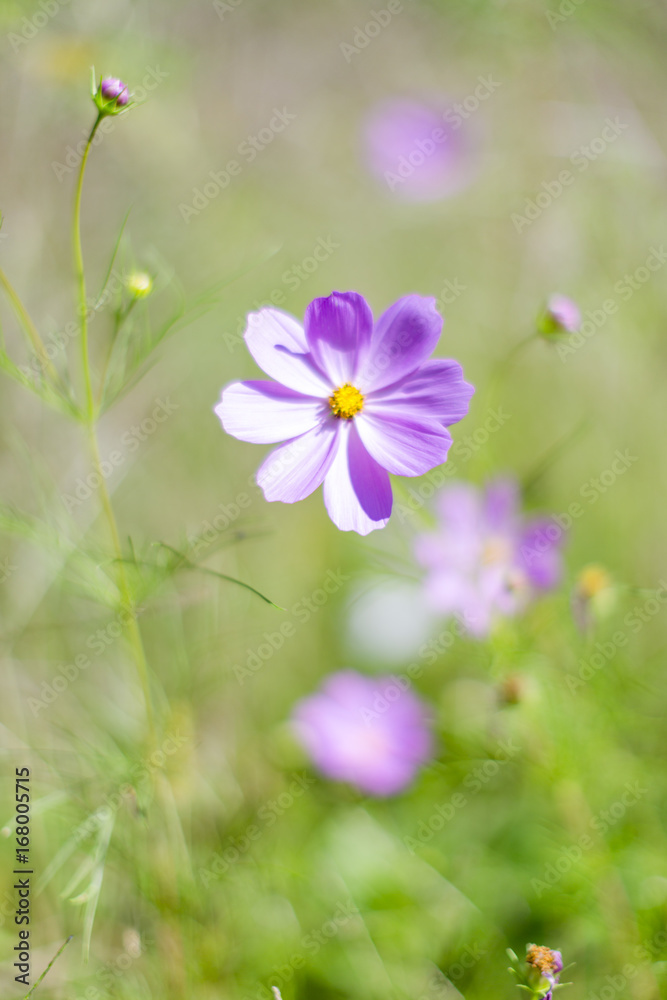Fototapeta premium コスモス