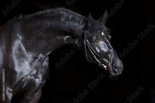 black horse black background