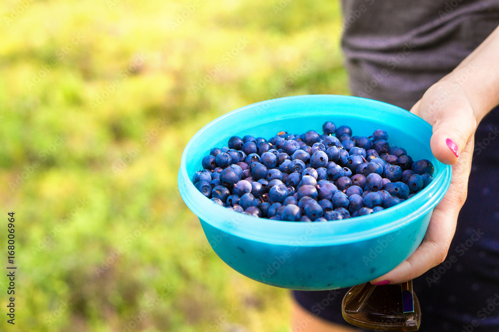 Woman holding blueberries in a casket and container in forest. Blue berries in woods. Woman gathering and picking healthy snack in the nature. Negative copy space. Woman holding blueberries in a casket and container in forest. Blue berries in woods. Woman gathering and picking healthy snack in the nature. Negative copy space.
