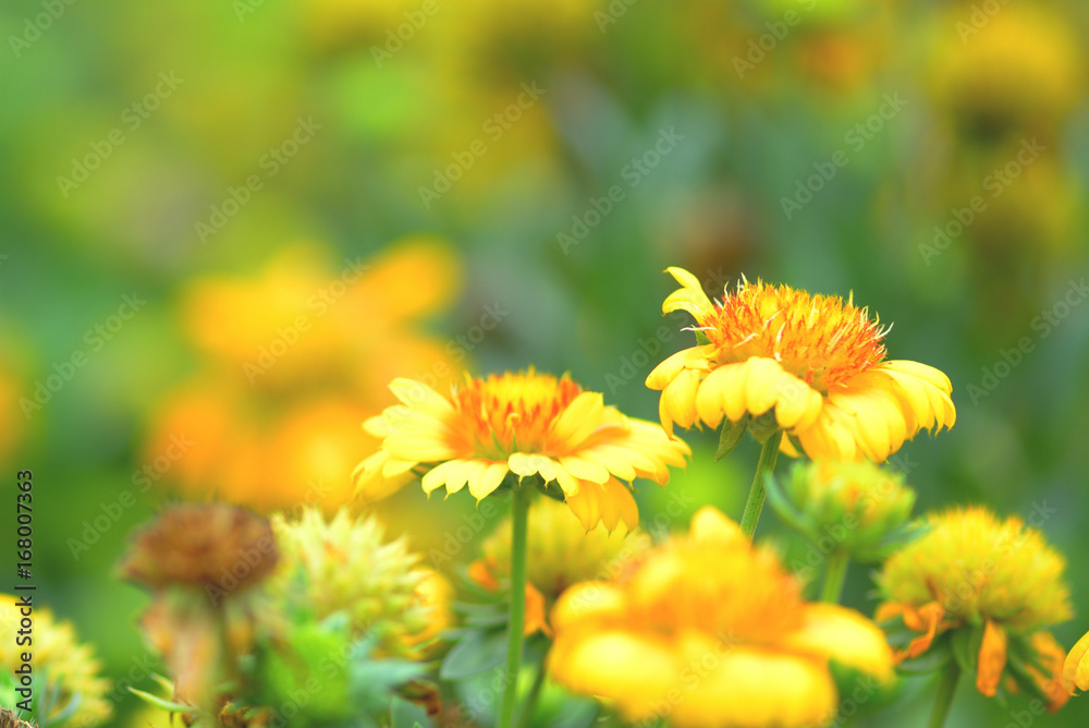 Fototapeta premium beautiful spring flowers in garden nature background