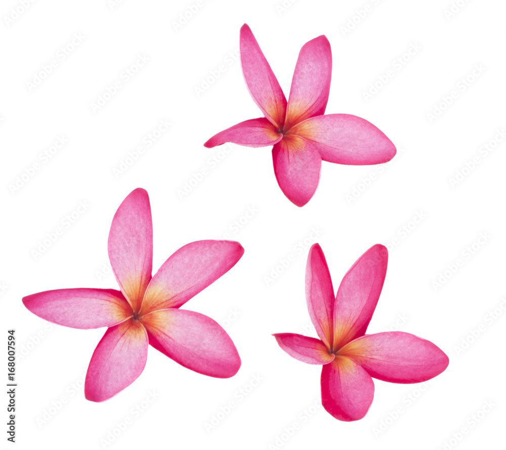 pink flower isolated on white