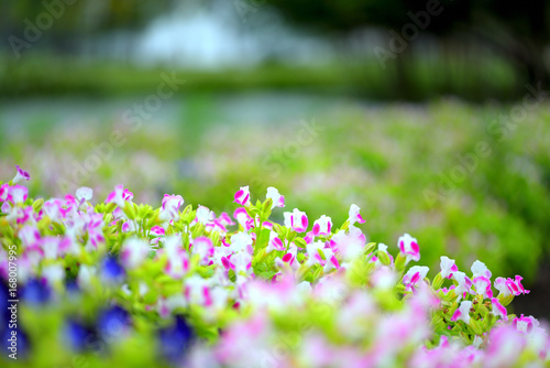 beautiful spring flowers in garden nature background