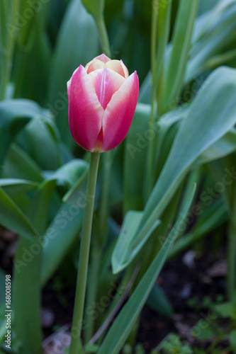 Tall Purple White Tulip Close Up