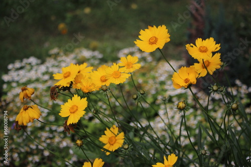 Yellow flowers