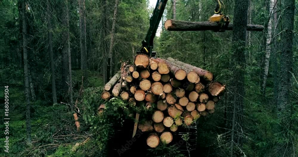 A crawler machine is collecting timber in the woods