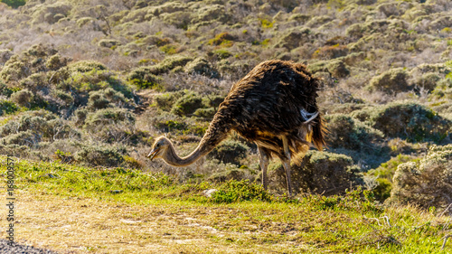 Ostrich searching for food at Cape Point Nature Reserve on the Cape Peninsula in the Western Cape of South Africa © hpbfotos