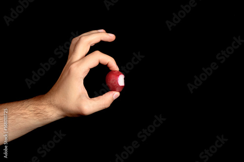 Fresh lightly bitten radish which is held between the fingers isolated on black background