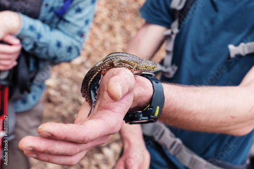 Triturus cristatus, Caucasian newt, as well as Salamandra, caudate amphibian. photo