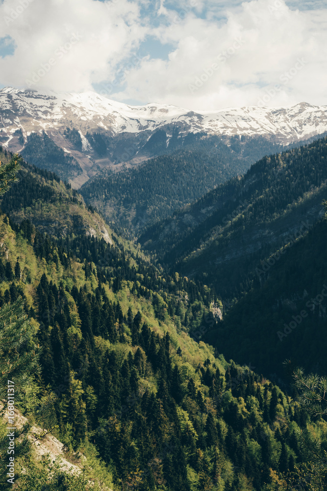 Mountain landscape with trees and alpine meadows. Mountain landscape with trees and alpine meadows.