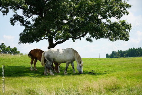 熊本県の阿蘇山　夏の阿蘇外輪山に広がる草原と放牧された馬