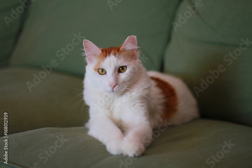 A young cat sitting pretty on a green couch .
