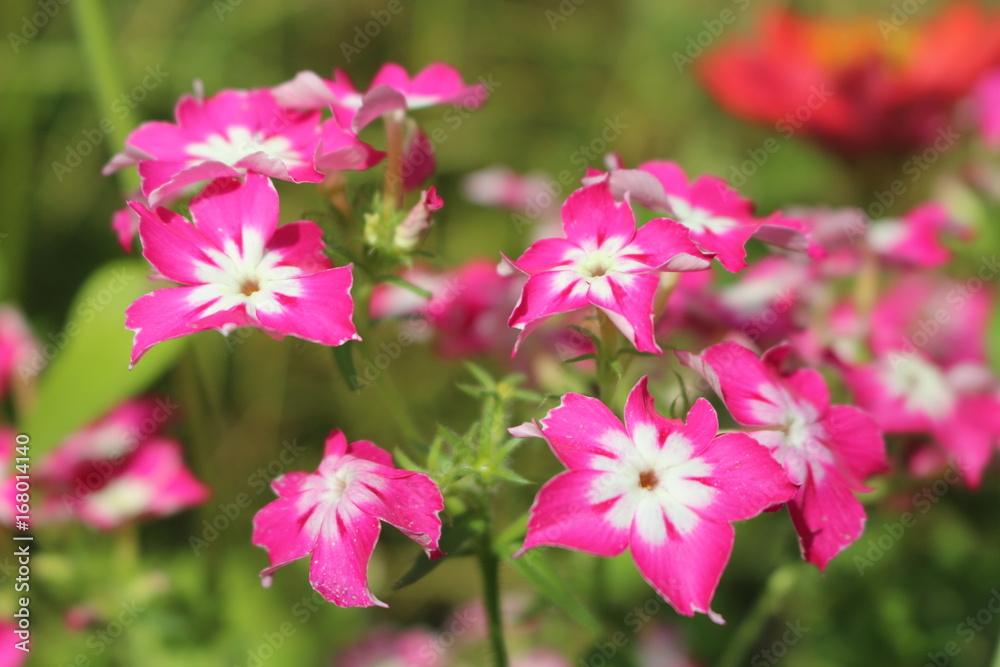 phlox phlox