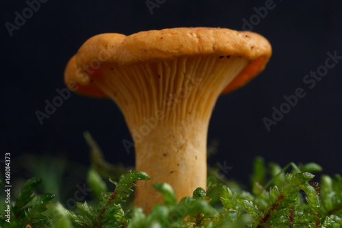 Edible wild mushroom - Chanterelle. Isolated.