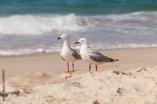 Seagulls on Sand Beach