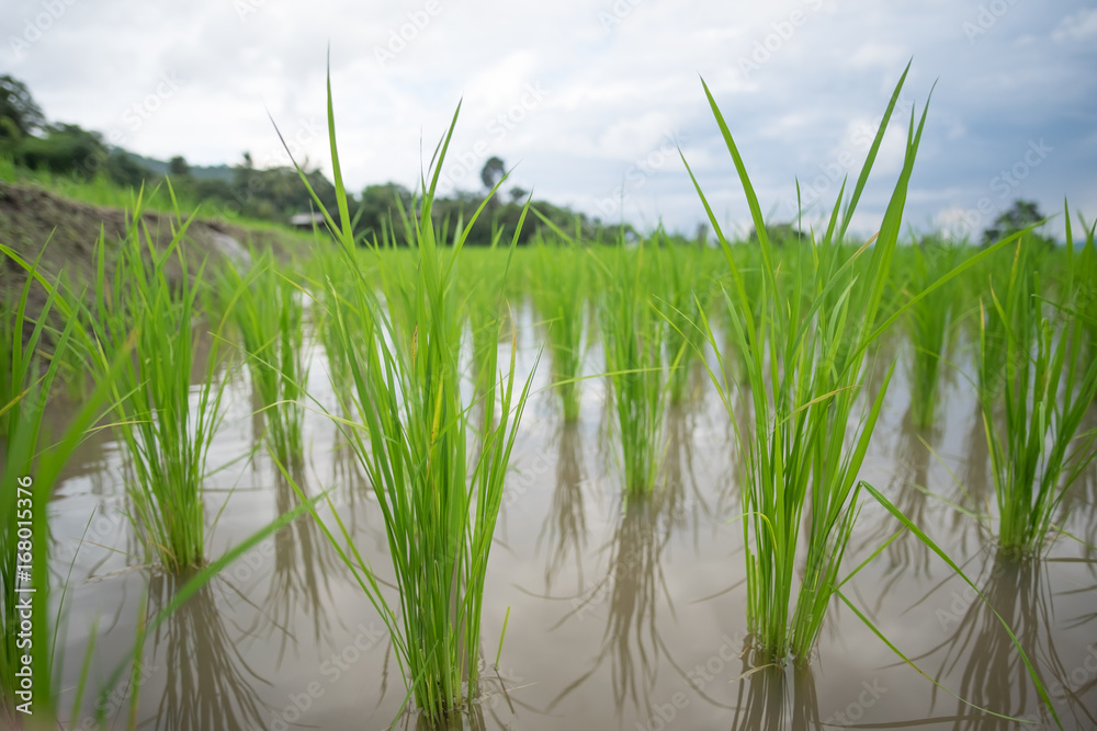 Obraz premium Close up of rice plant on the stepped terrace.