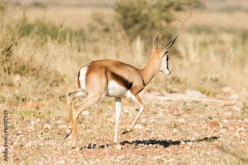Young Springbuck lamb walking in the field in the kalahari region of the northern cape of south africa