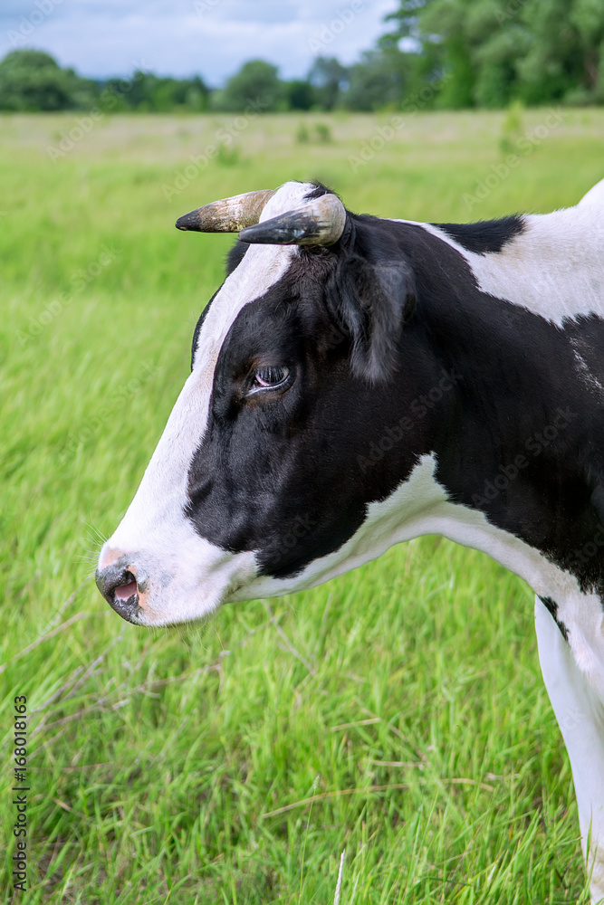 Dairy cow stands in her pasture. Selective focus Dairy cow stands in her pasture. Selective focus