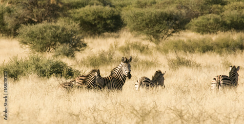 A group of zebra s standing in the tall grass in the Kalahari desert in the Northern Cape Province of South Africa