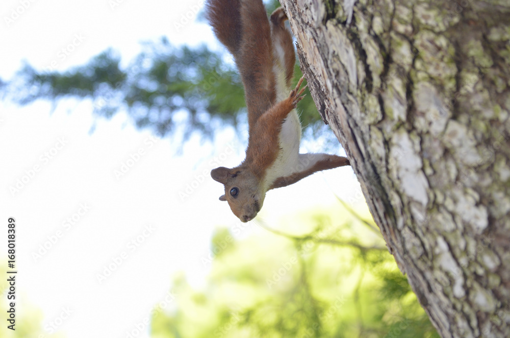 Red squirrel going down from a pine tree. Wildlife inside of mediterranean forest. Soft focus. Environment with dark and light contrasts