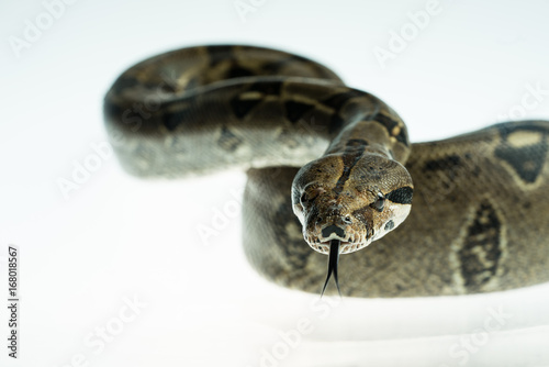 Colombian Boa. Tropical brown constrictor.  Snake skin with yellow and black spots on a white background © Artenex