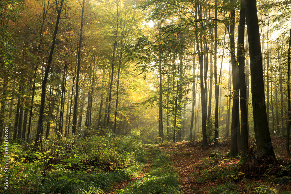 Obraz premium Light rays autumn fall forest landscape ./ Kashubia,Poland