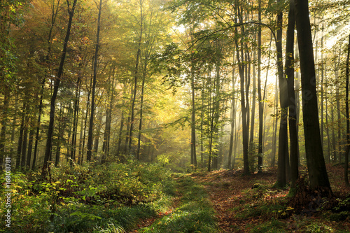 Light rays autumn fall forest landscape .  Kashubia Poland