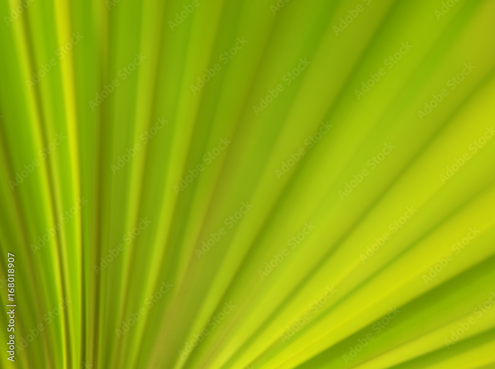 Leaves Veins Leaves Veins