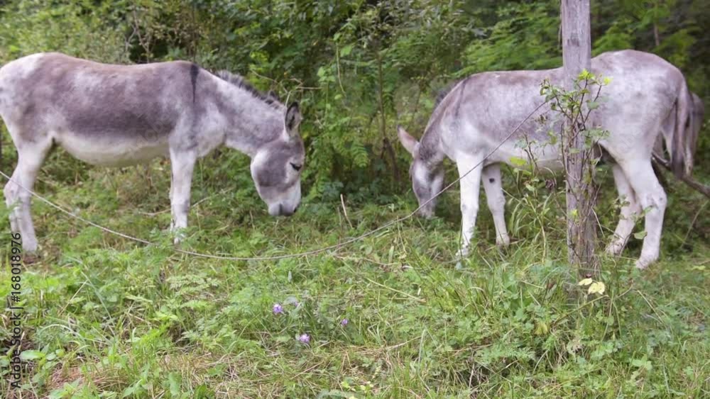 Two donkeys buried the grass in the forest Two donkeys buried the grass in the forest
