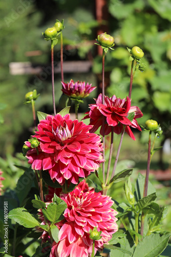 Fototapeta Naklejka Na Ścianę i Meble -  Head of  red dahlia flower in summer garden