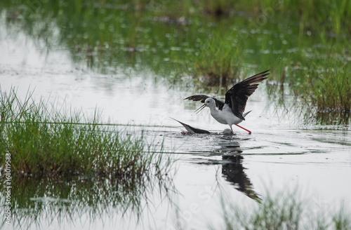 Black winged stilts photo