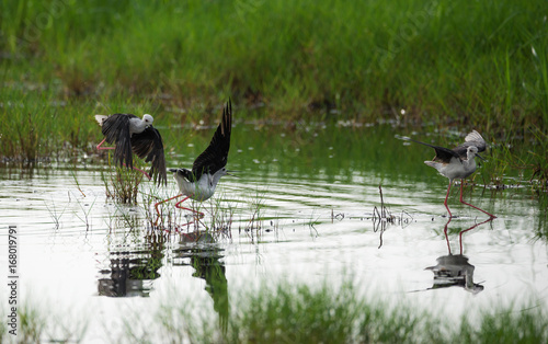 Black-winged stilt birds photo