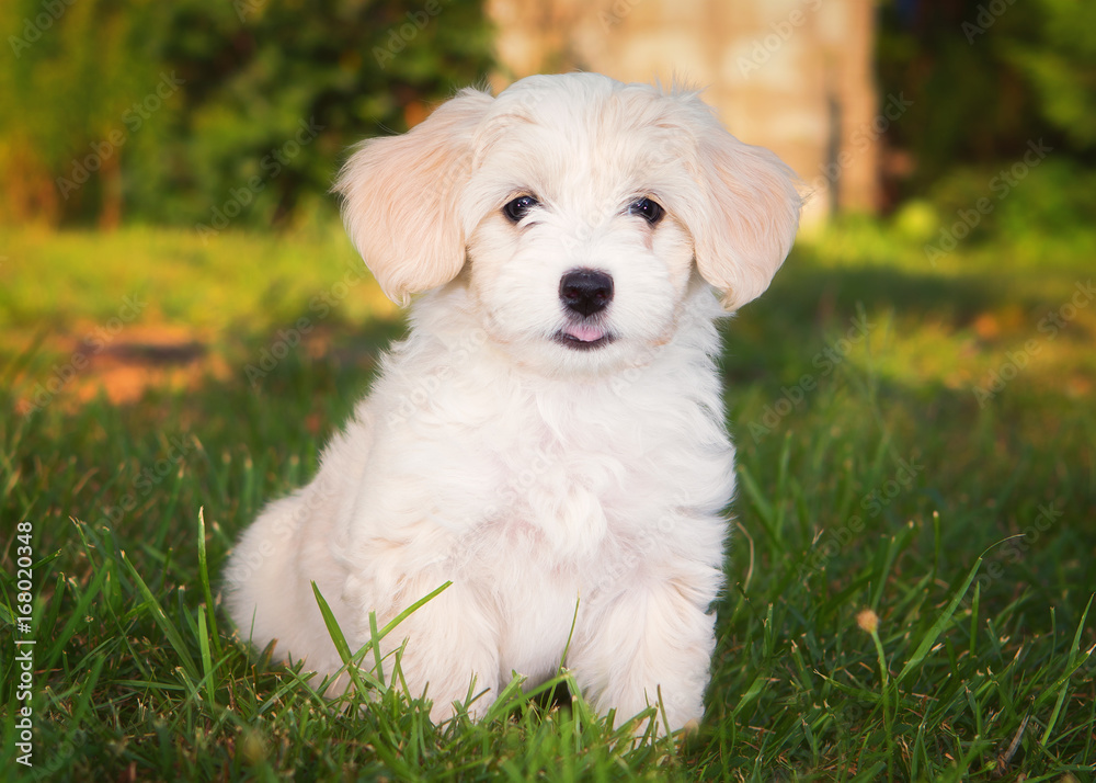 Havanese puppy dog Havanese puppy dog