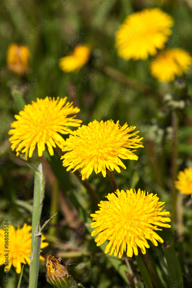 Dandelion flower close up on a Sunny meadow with blurred background. Dandelion flower close up on a Sunny meadow with blurred background.
