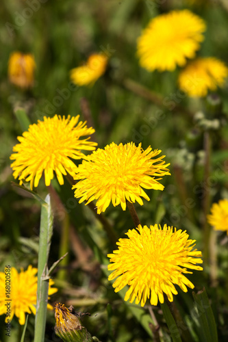 Dandelion flower close up on a Sunny meadow with blurred background.