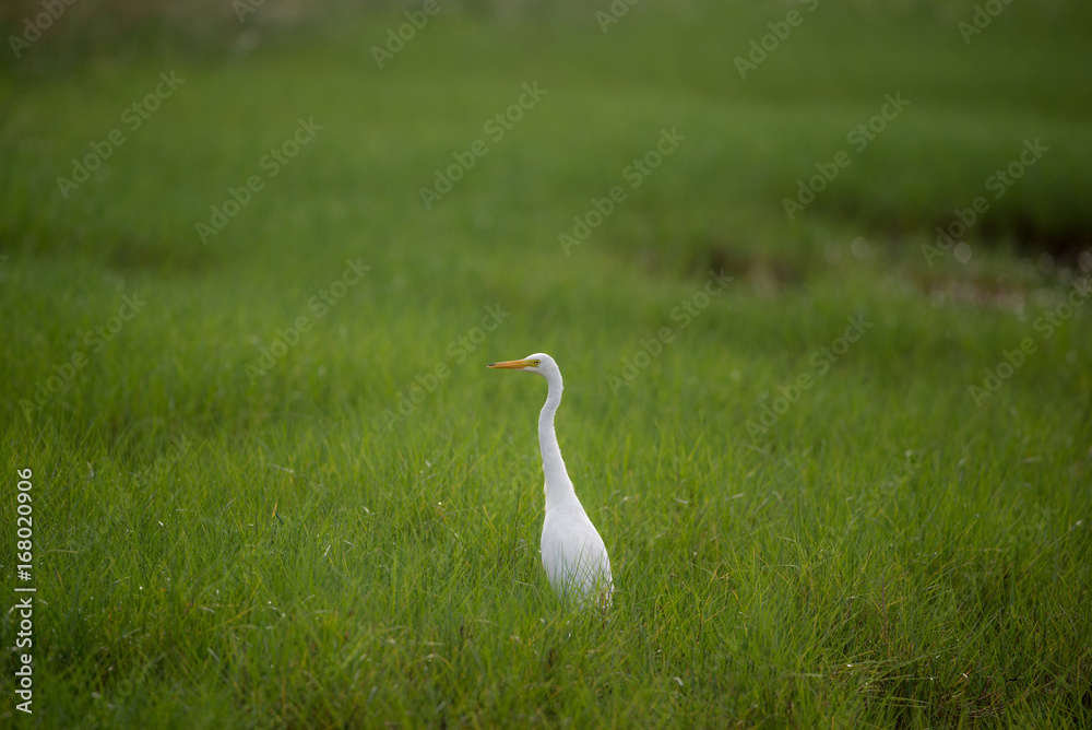 Fototapeta premium Great White Egret in a green field