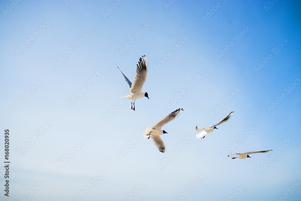 Birds. Seagulls flying in the blue skies