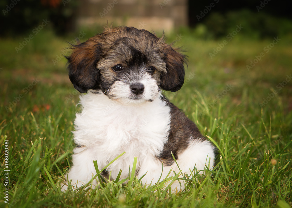 Havanese puppy dog Havanese puppy dog