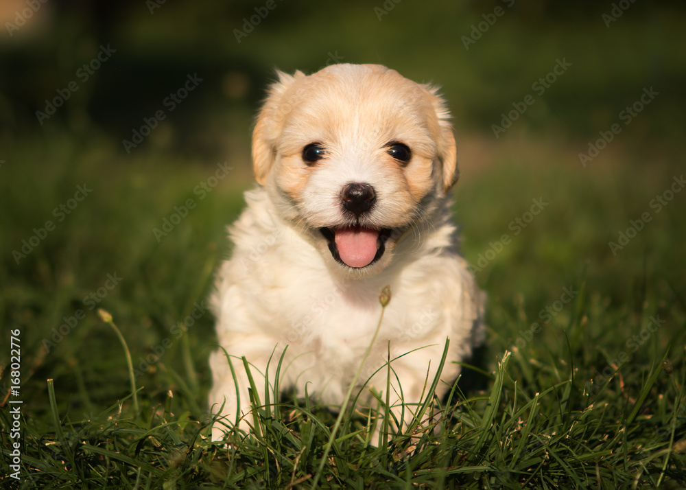 havanese puppy dog