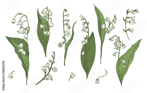 Lily of the valley realistic collection. Hand drawn buds, leaves and stems set. Colorful vector illustration.