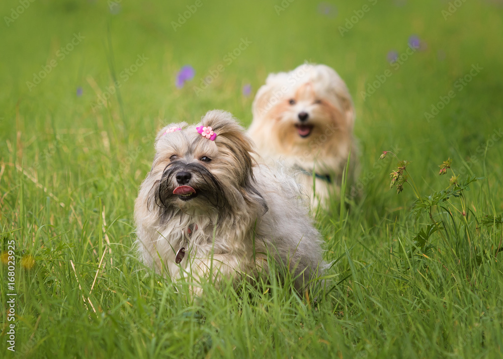 running havanese dog running havanese dog