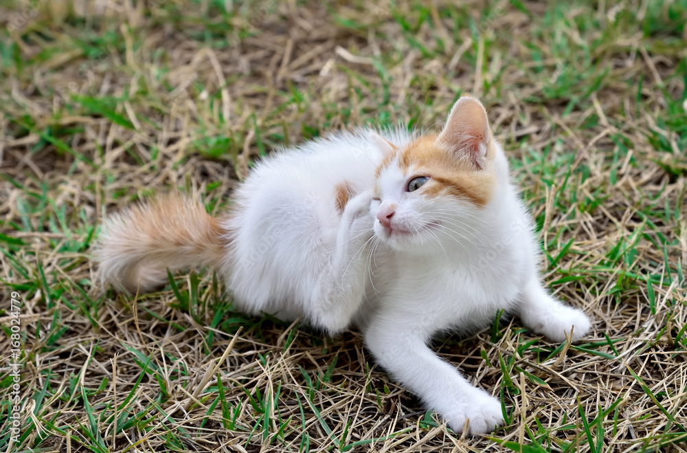 Kitten lying down on the grass and scratching fleas