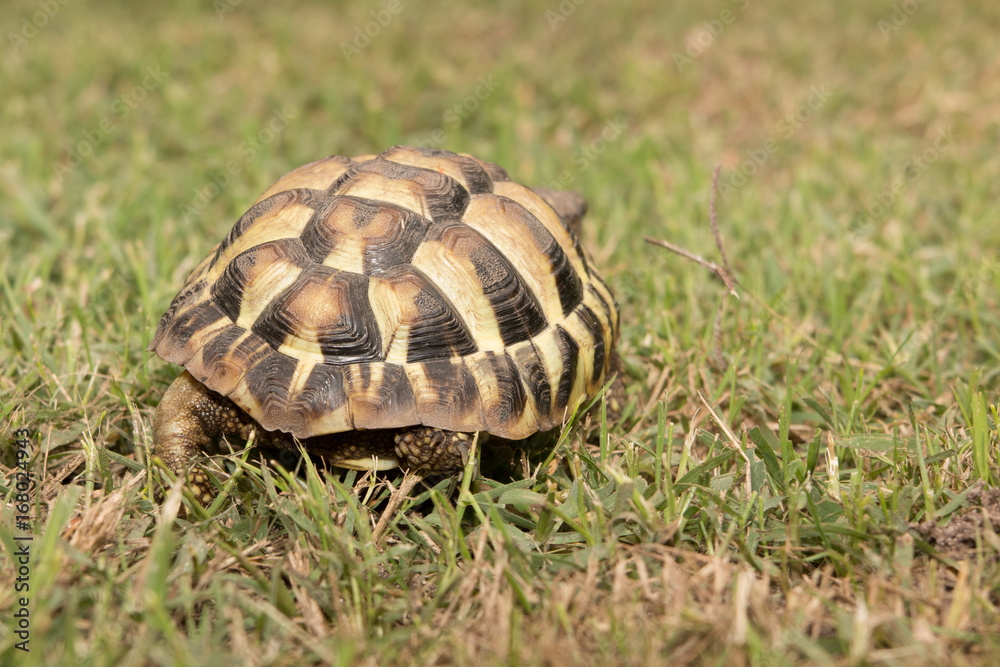 Leopard tortoise walking slowly on sand with his protective shell Leopard tortoise walking slowly on sand with his protective shell