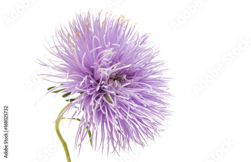 Aster flower isolated