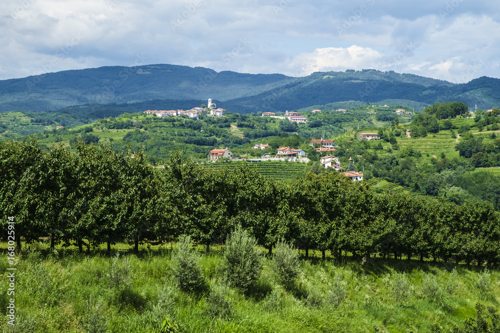 Orchard in Goriska Brda, Slovenia.