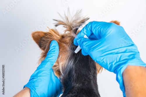 Treatment of a small dog with a remedy for fleas and ticks photo