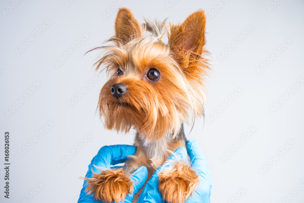 Preventive examination of a small dog by a veterinarian, care for the auricles, teeth, hair, claws