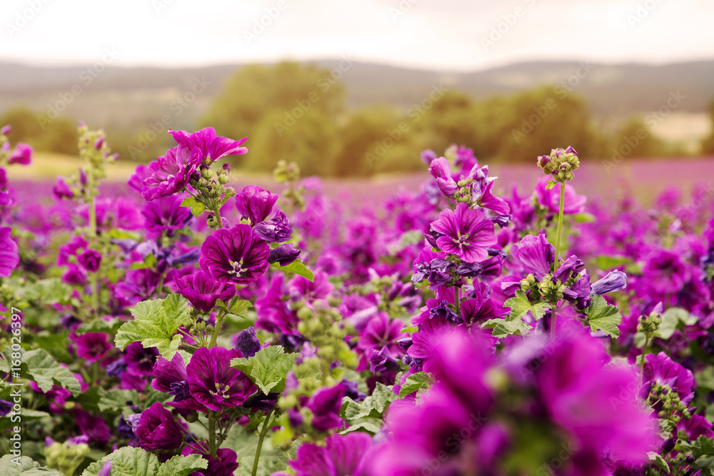field of beautiful wild purple mallow